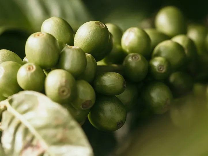 Guatemala Chichupak Co-op Coban Washed: A Journey to Exceptional Coffee 3 GUATEMALA COFFEE Chichupak Coban Washed 1